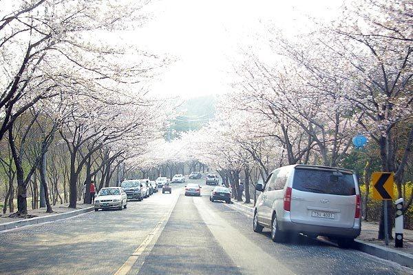 팔공산 벚꽃축제1